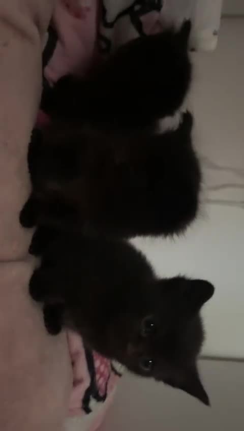 Mixed Breed cats for sale: black Siberian mixed  - Video 1