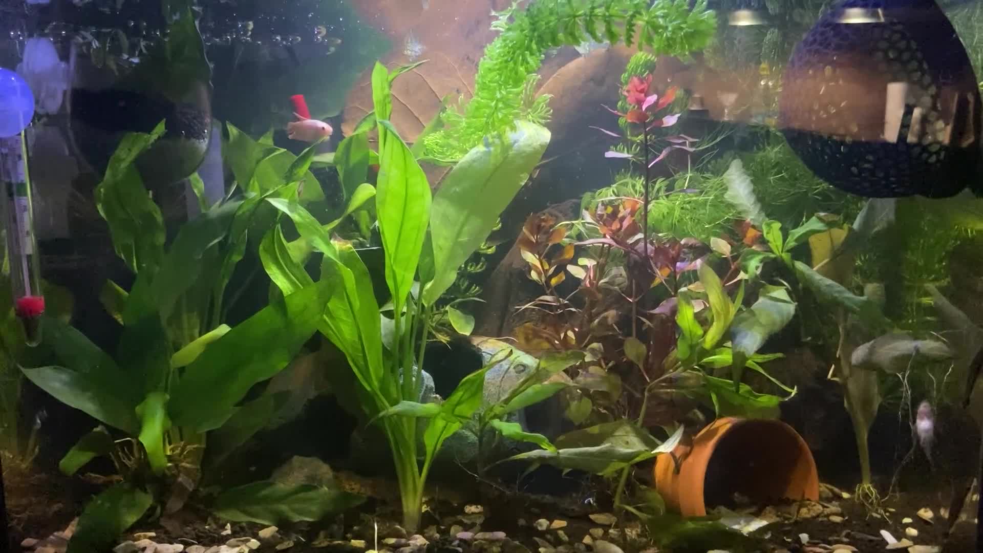 Bettas fish for sale: Established 30L tropical community tank inc betta - Video 3