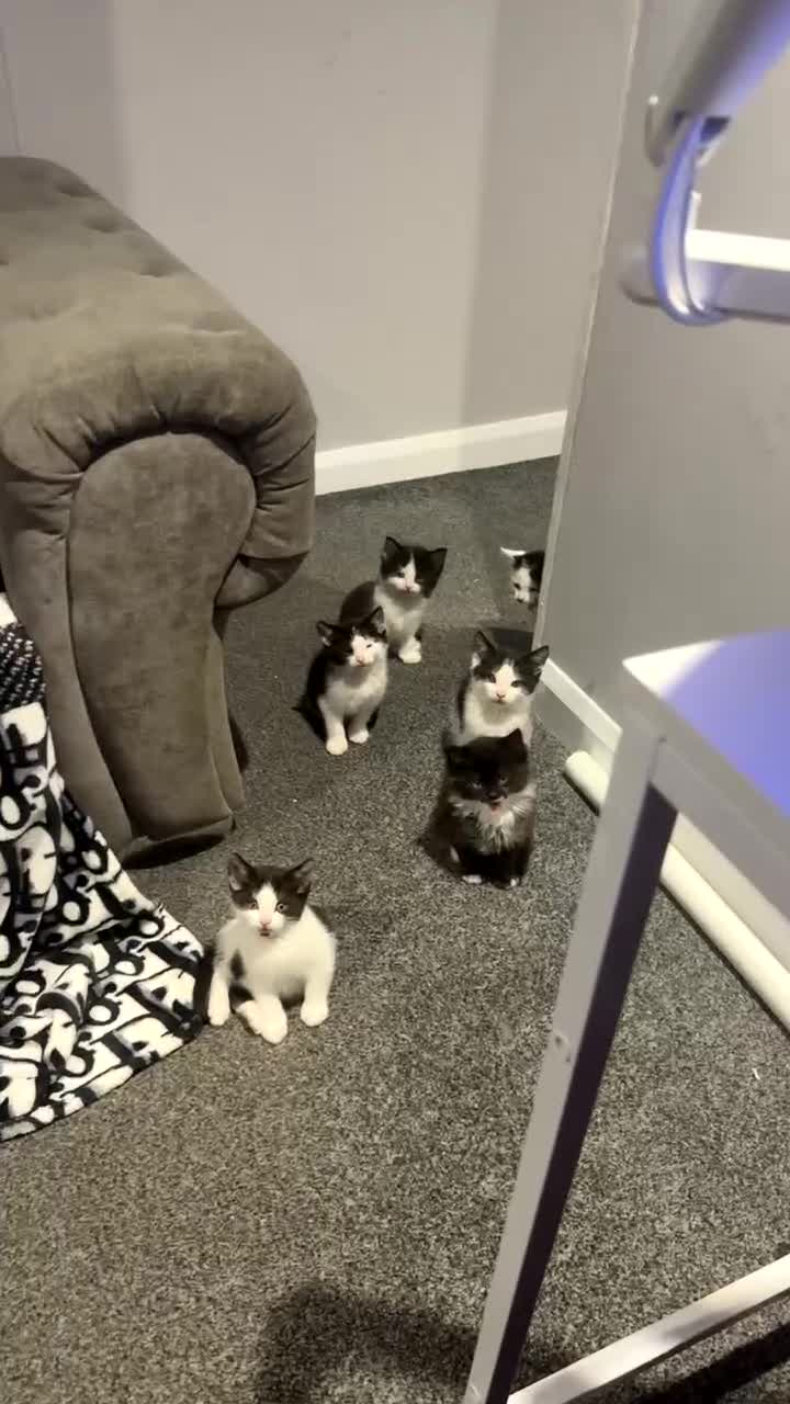 Mixed Breed cats for sale: Beautiful kittens - Video 1