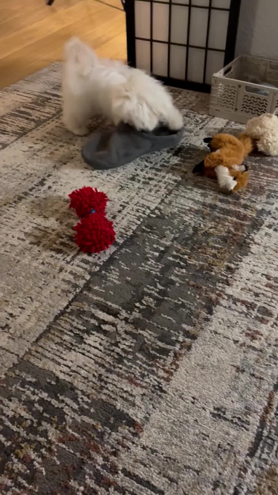 Maltese dogs for sale: Beautiful KC registered male Maltese  - Video 1