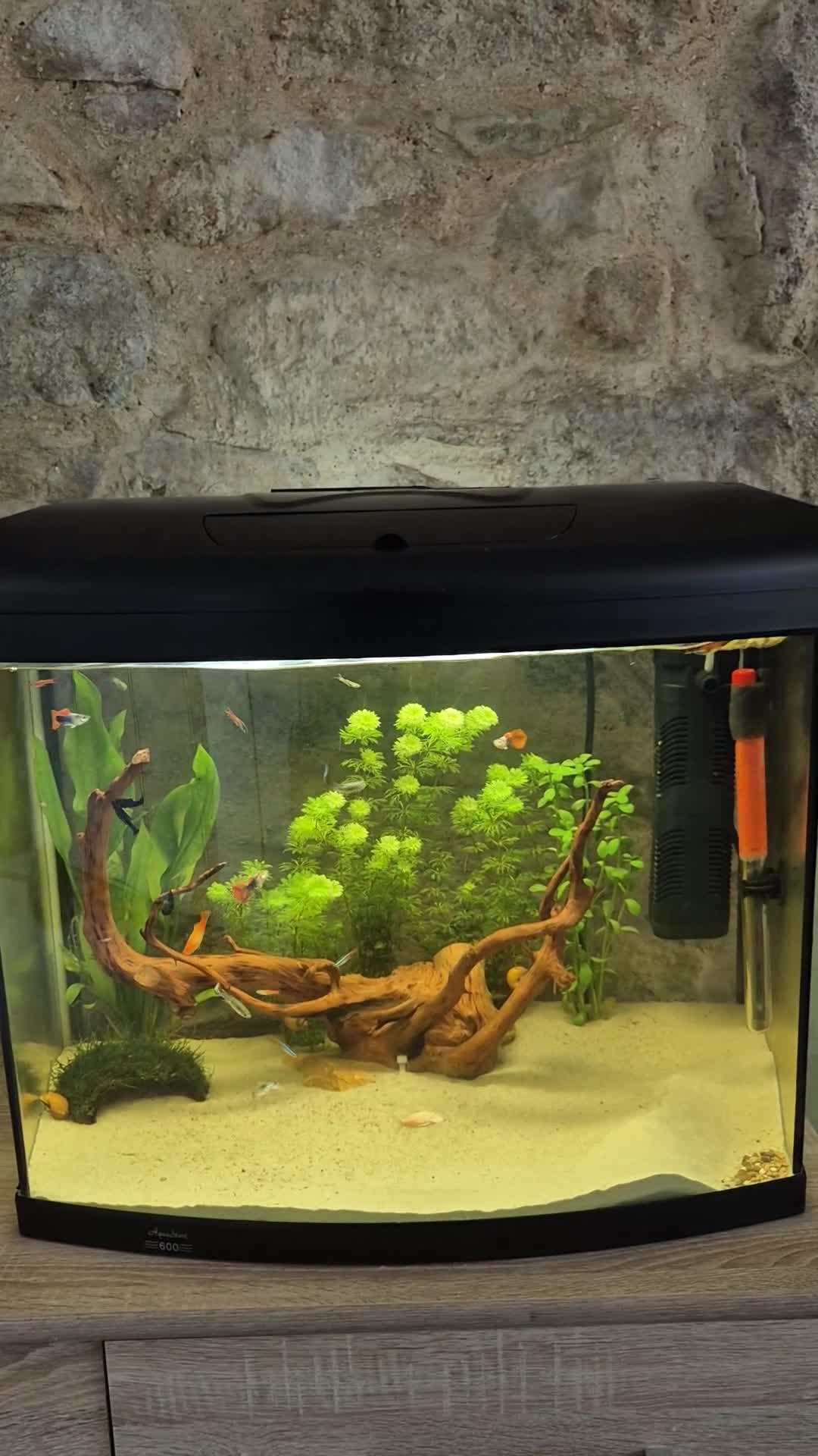 Live Bearers fish for sale: The whole set up £100 - Video 2