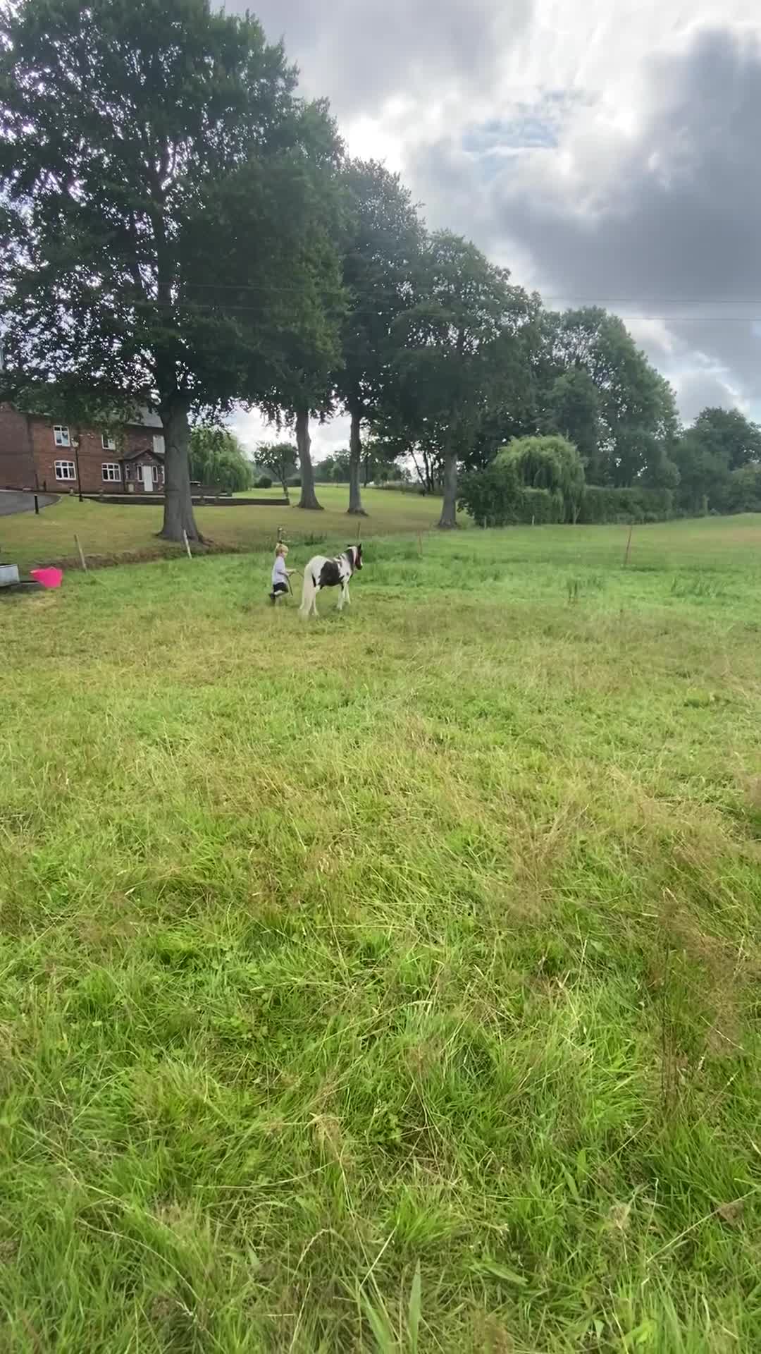 Other Breed horses for sale: Choppa - Video 2