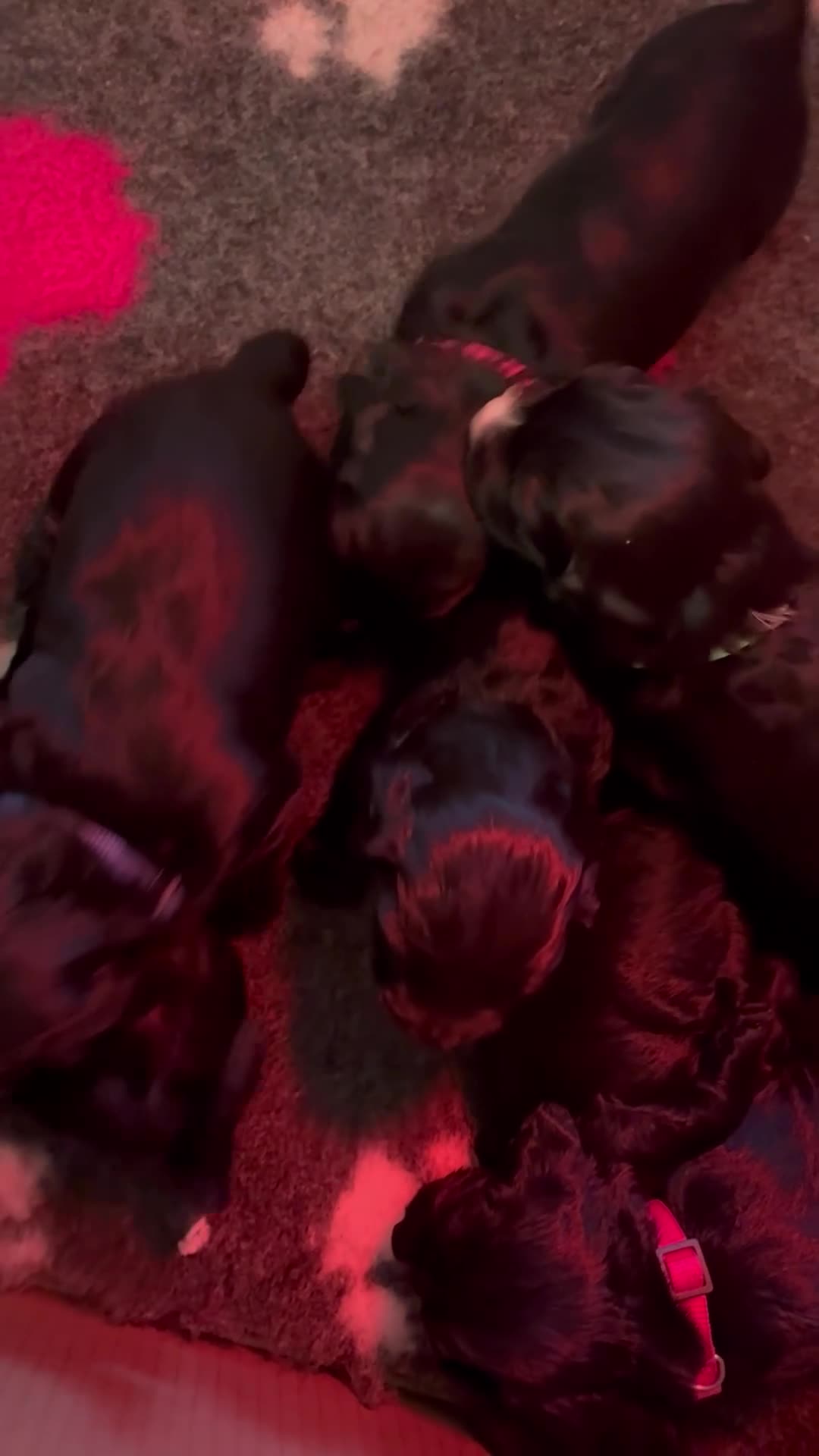 Cocker Spaniel dogs for sale: KC Registered Cocker Spaniels  - Video 1