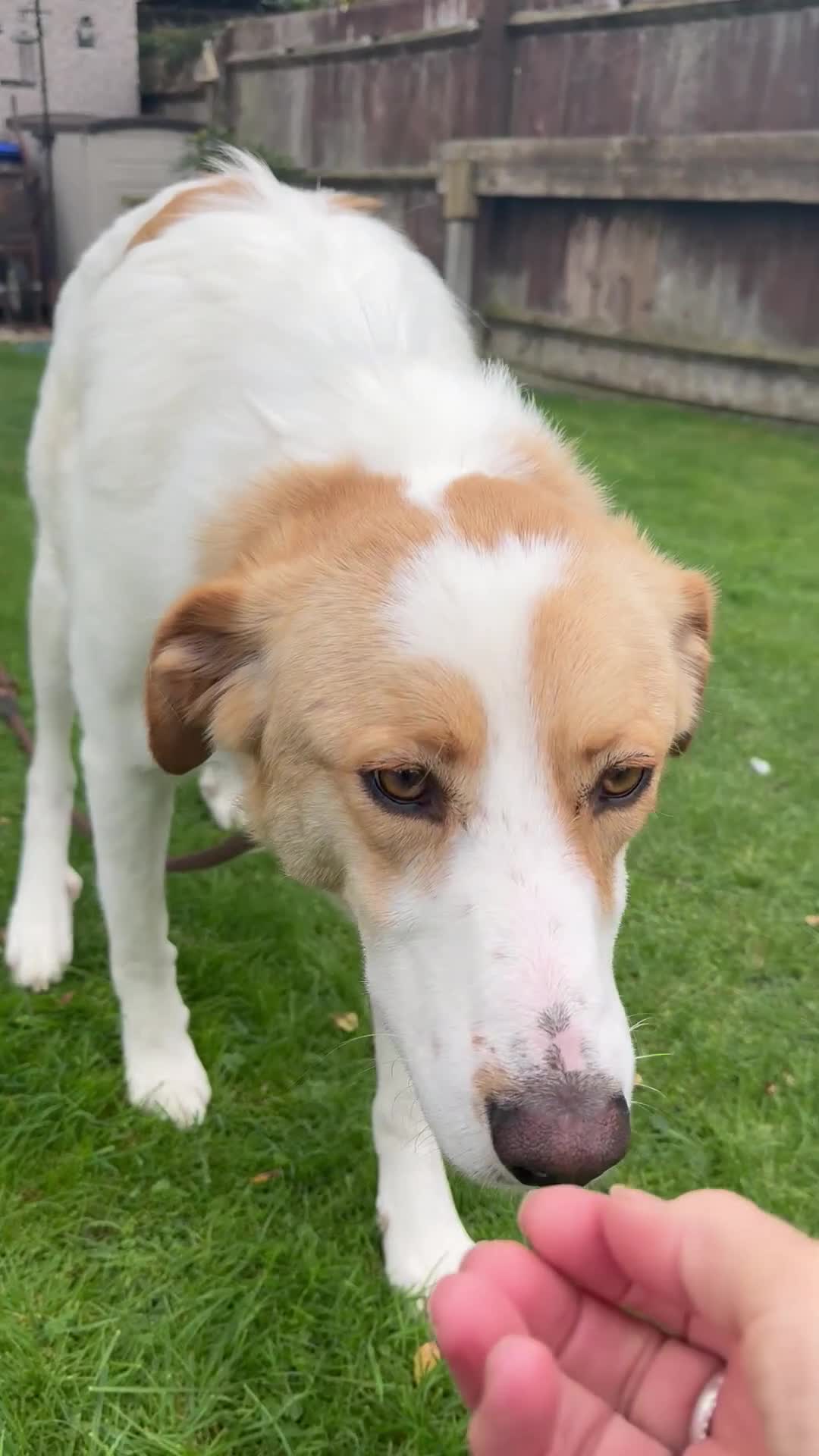 Mixed Breed dogs for adoption: 💙🩵Archie is looking for Love🐾 🩵💙 - Video 1