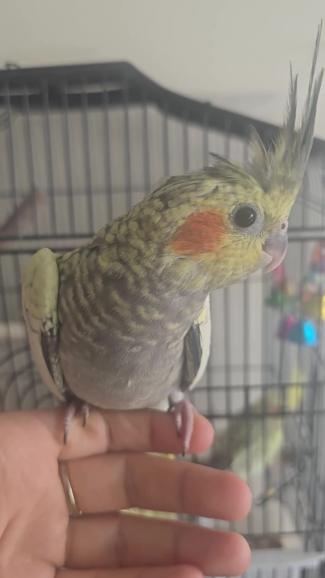 Cockatiels birds for sale: 4 baby cockatiels for sale - Video 1