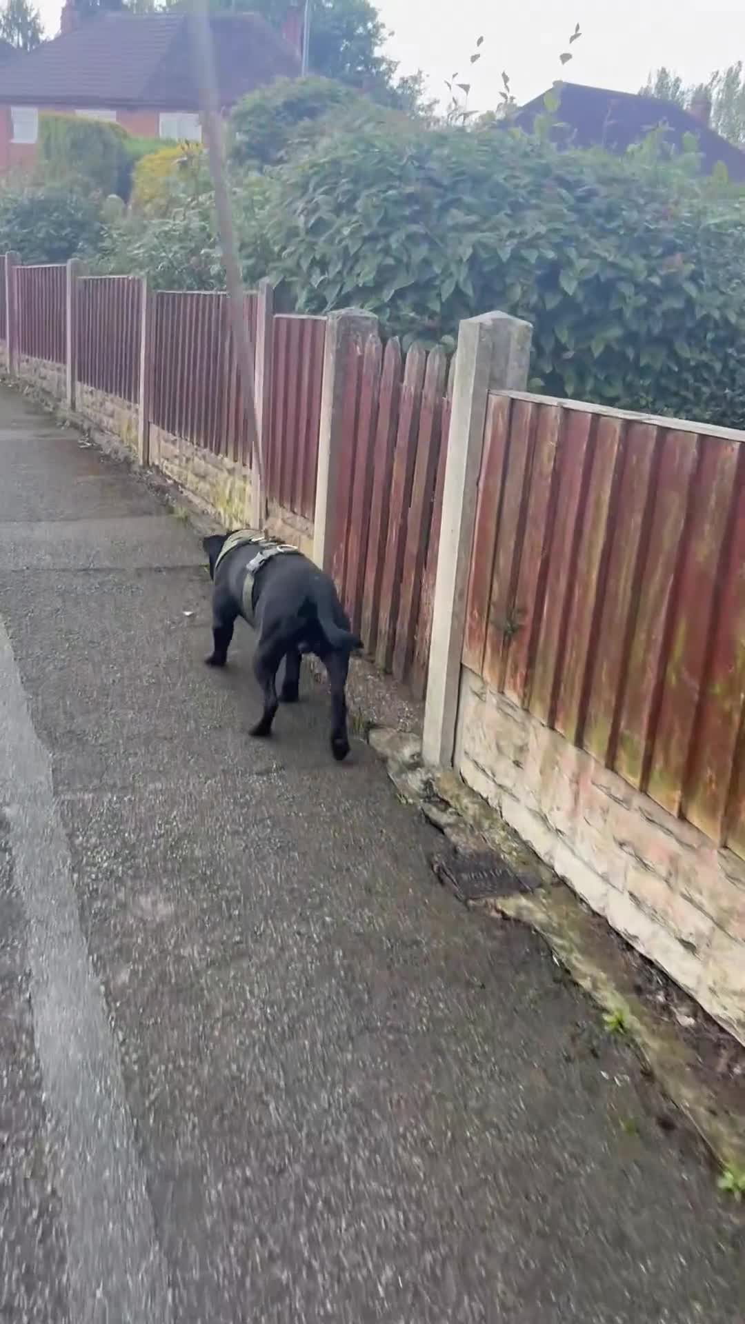 Staffordshire Bull Terrier dogs for stud: STUNNING STAFFORDSHIRE BULL TERRIER STUD - Video 1