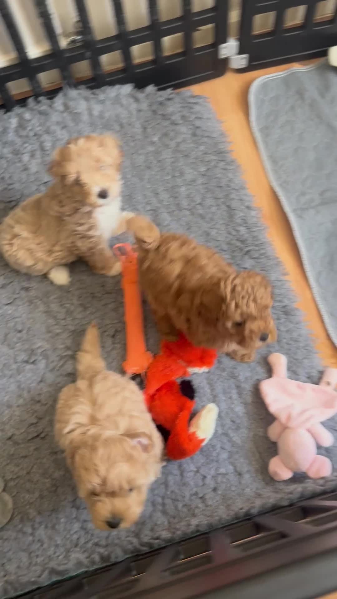 Maltipoo dogs for sale: Toy Maltipoo pups lovely red ready, last pup now - Video 2