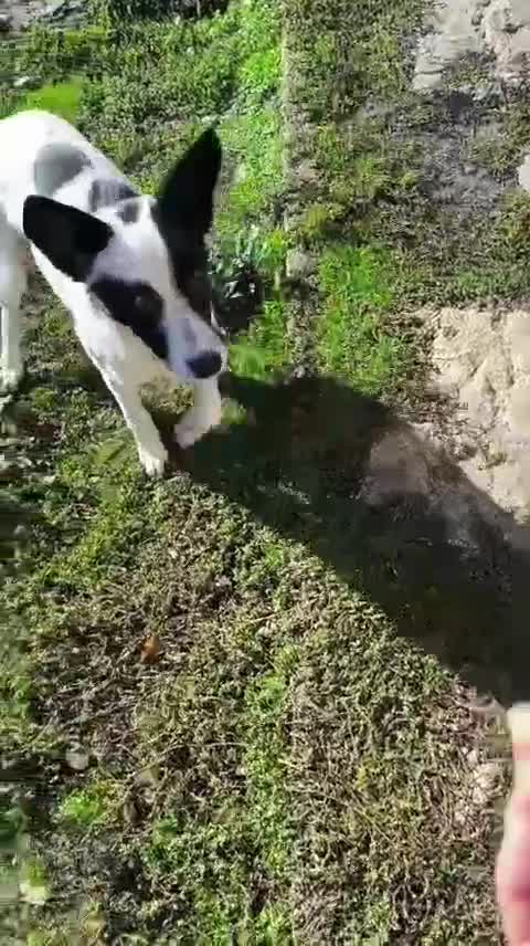 Mixed Breed dogs for adoption: 💖🐶 SISI 🐶💖 - Video 1