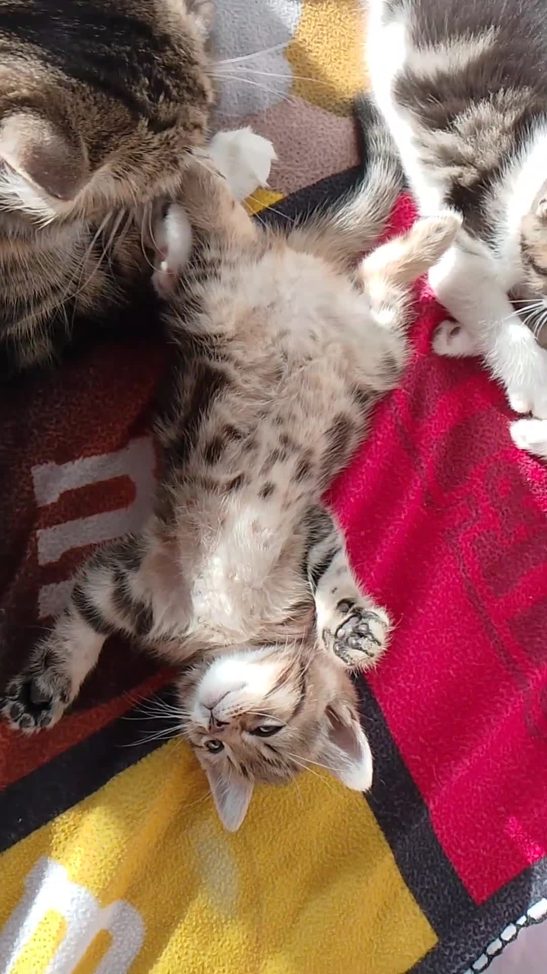 British Longhair cats for sale: Fluffy BLH Kittens Looking for Loving Homes - Video 1