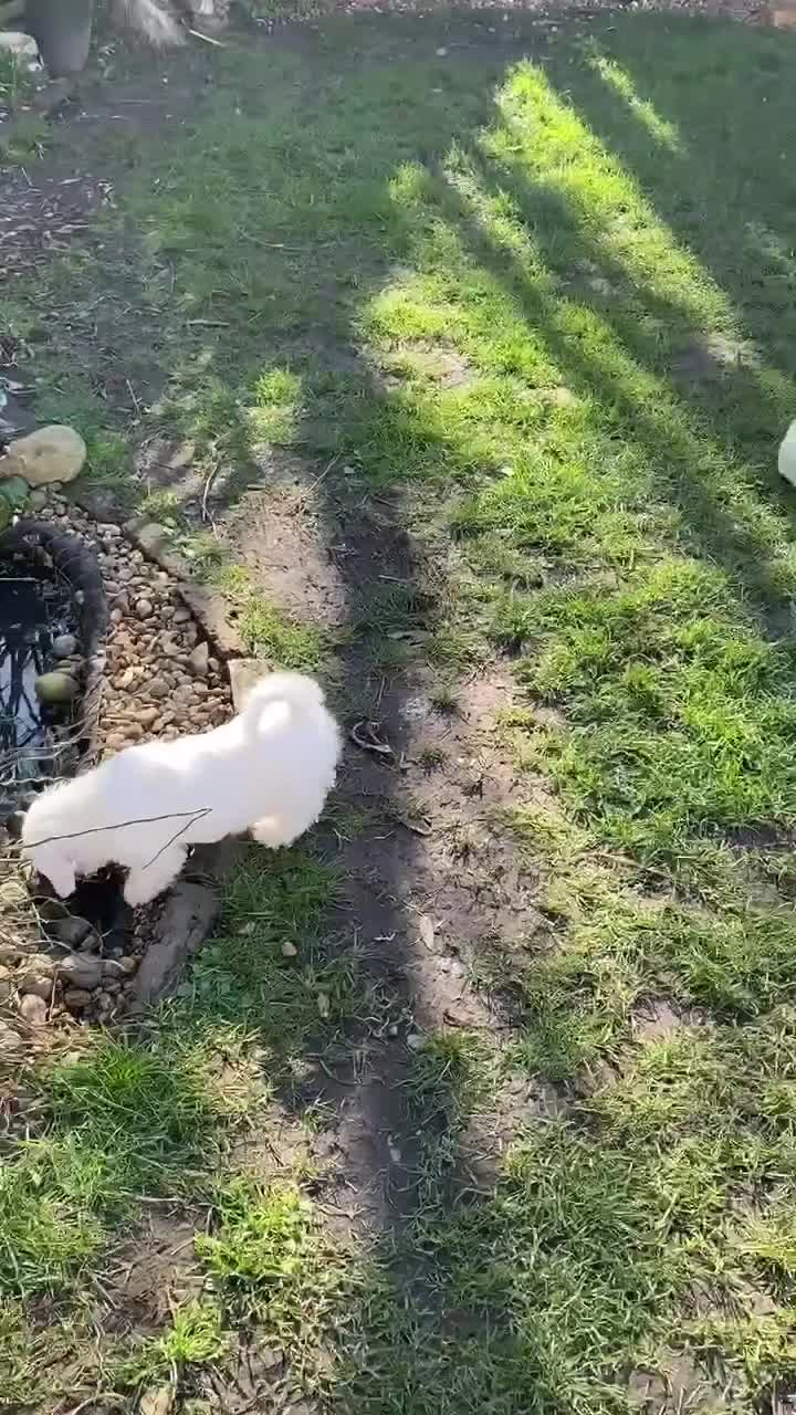 Sealyham Terrier dogs for sale: Sealyham Terrier Puppies - Video 2