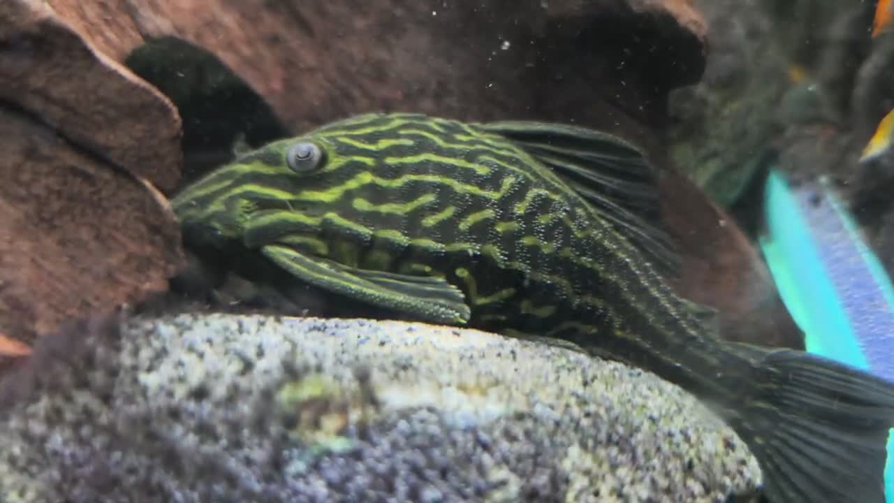 Plecos fish for sale: 🚨*RARE* STUNNING L27C GOLDEN LINE ROYAL PLECO🚨 - Video 1
