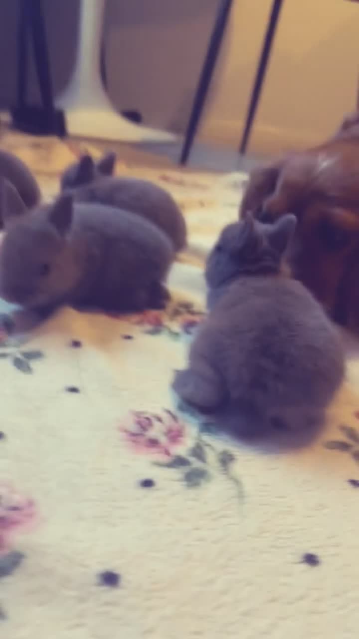 Netherland Dwarf rabbits for sale:  Gorgeous Pure bred netherland dwarf rabbits - Video 2