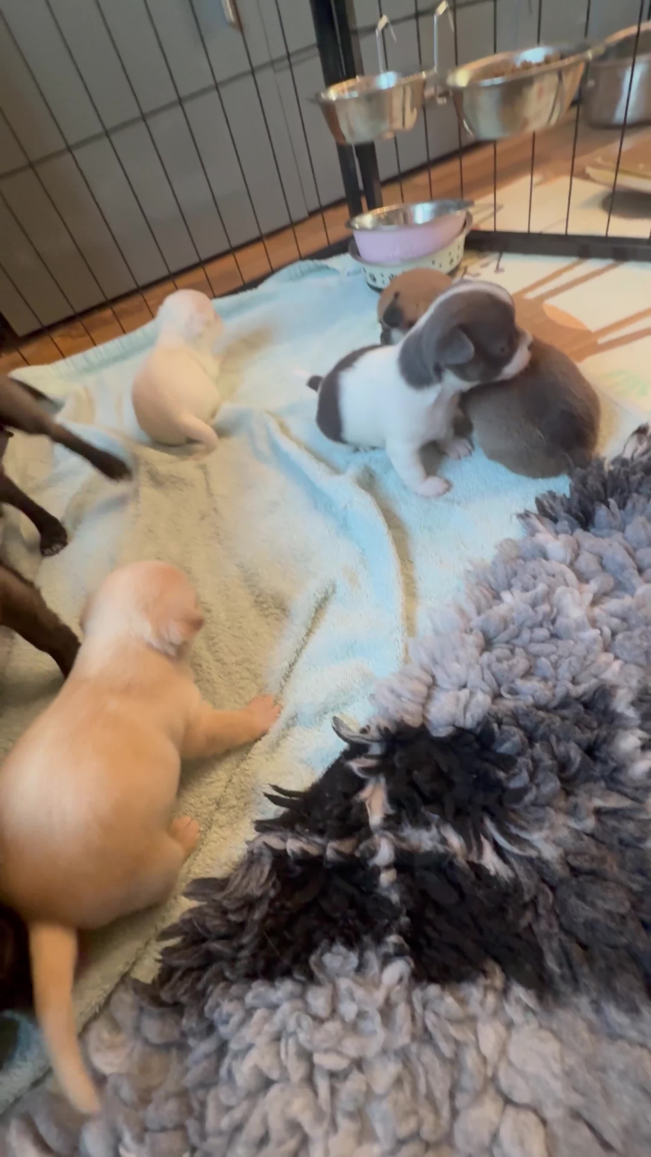 Chihuahua dogs for sale: Smooth coat chihuahua puppies  - Video 1