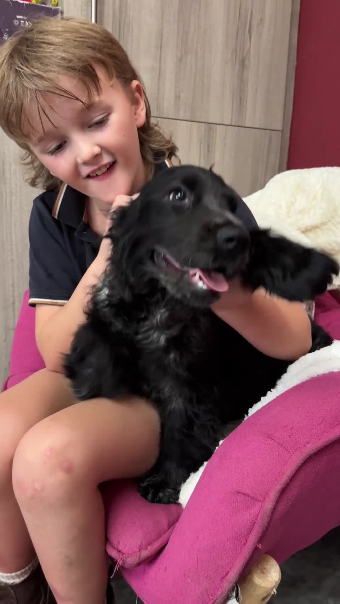 Cocker Spaniel dogs for sale: Extensively Health tested Parents & UNIQUE colours - Video 1