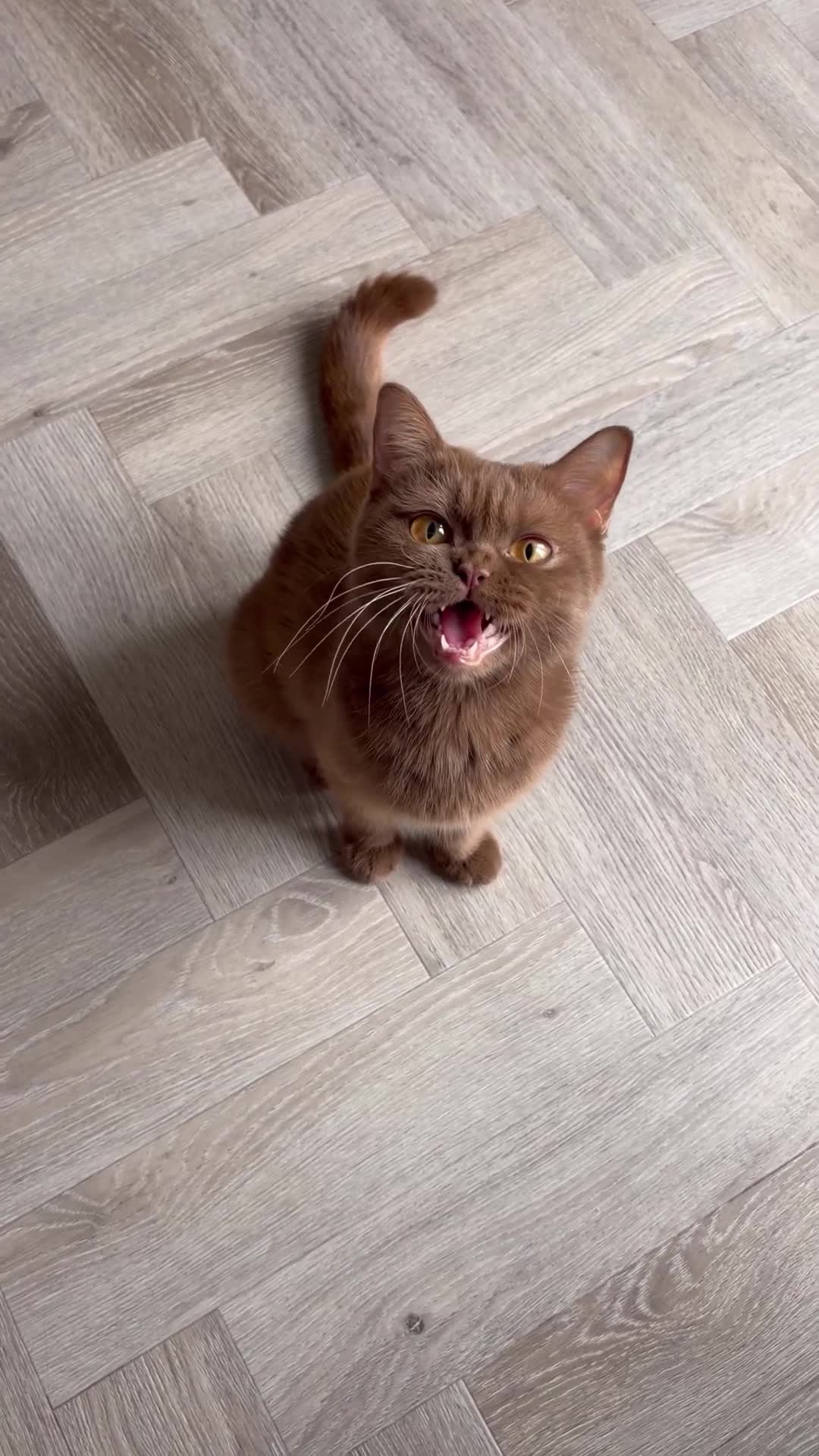 Brazilian Shorthair cats for sale: Champion cinnamon short hair in Burton-on-Trent - Video 1