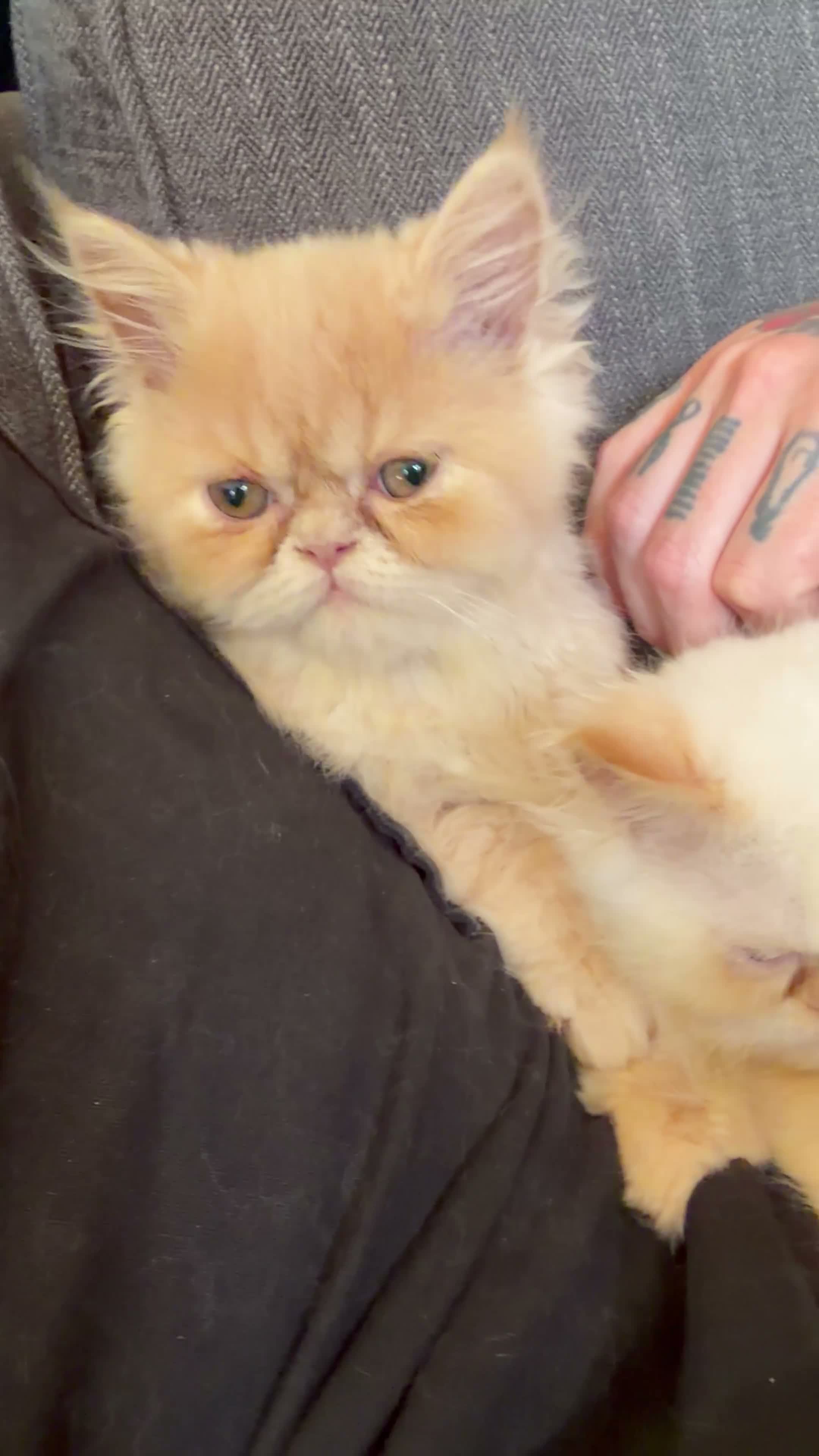 Persian cats for sale: Lovely Persian kittens 1 girl 3 boys  in Telford - Video 1
