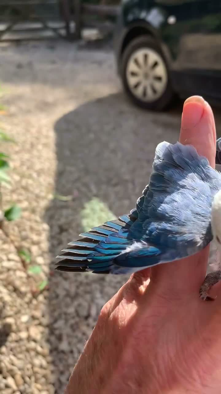 Lovebirds birds for sale: Fischer opaline par blue par turquoise lovebird  - Video 1