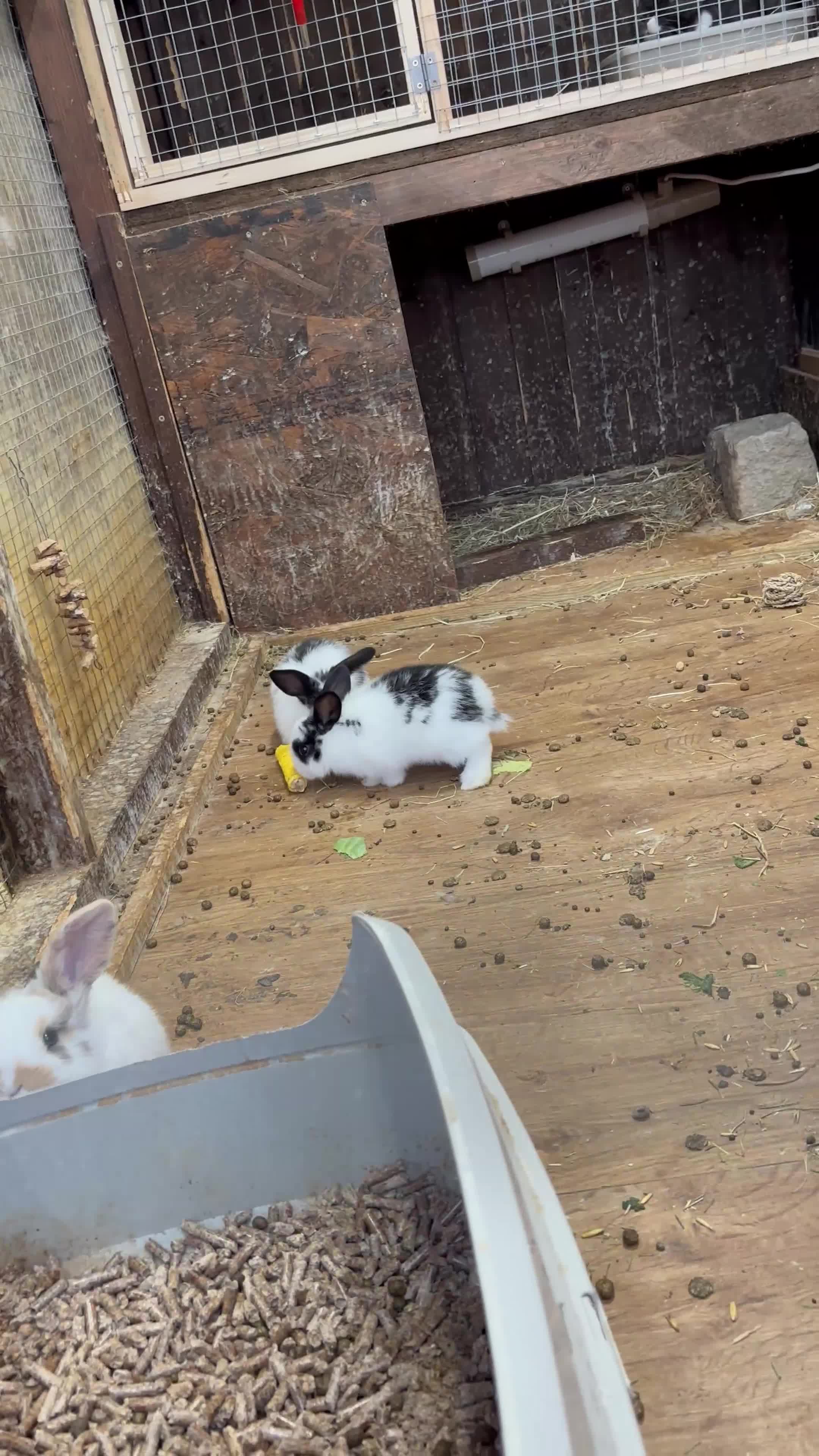 English Lop rabbits for sale: Lop eared rabbits for sale ready 16th june!  - Video 1