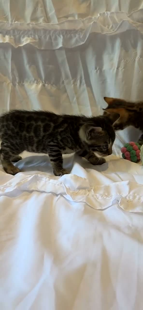 Bengal cats for sale: Stunning Bengal Kittens – Reservations Now Open🐆 - Video 1