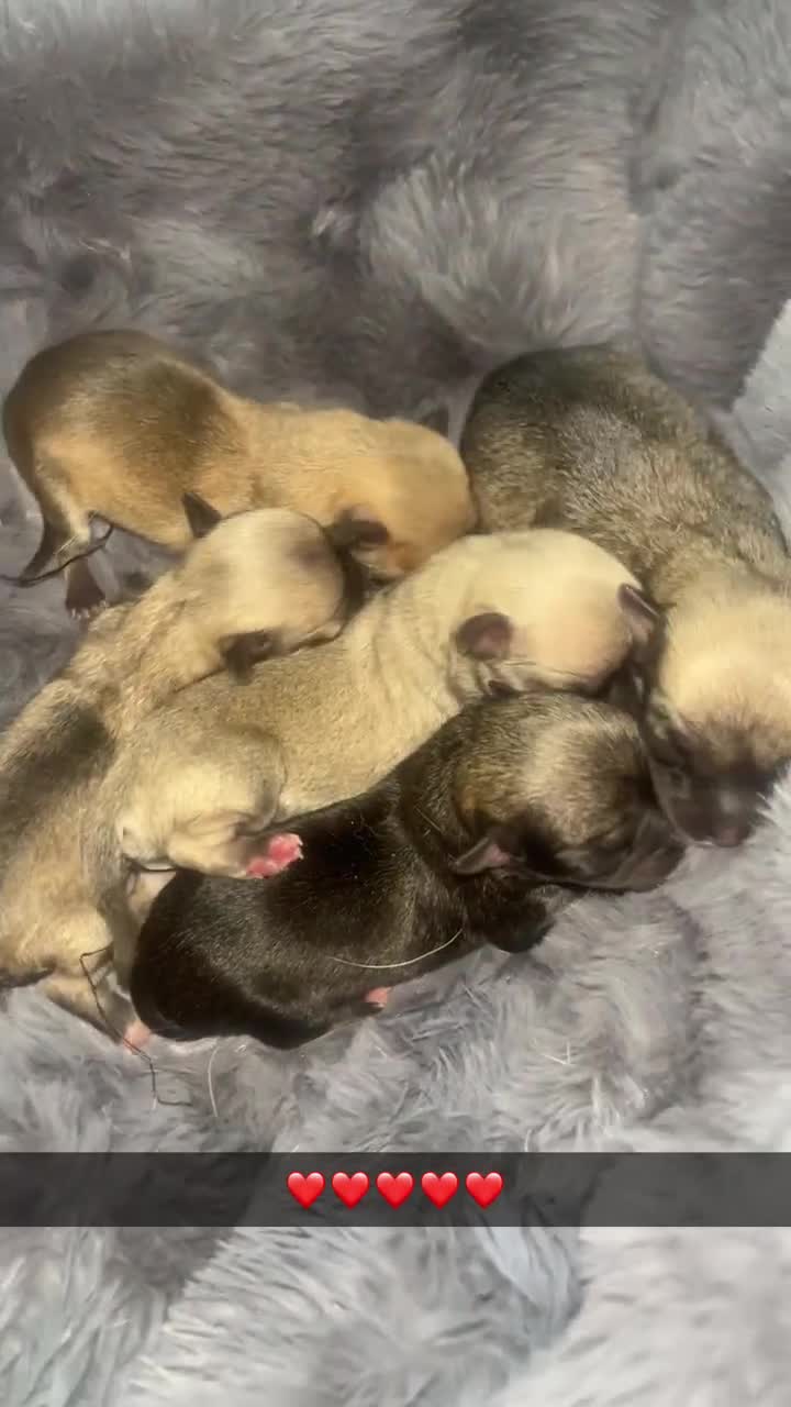 Chihuahua dogs for sale: Beautiful apple head puppies  - Video 1