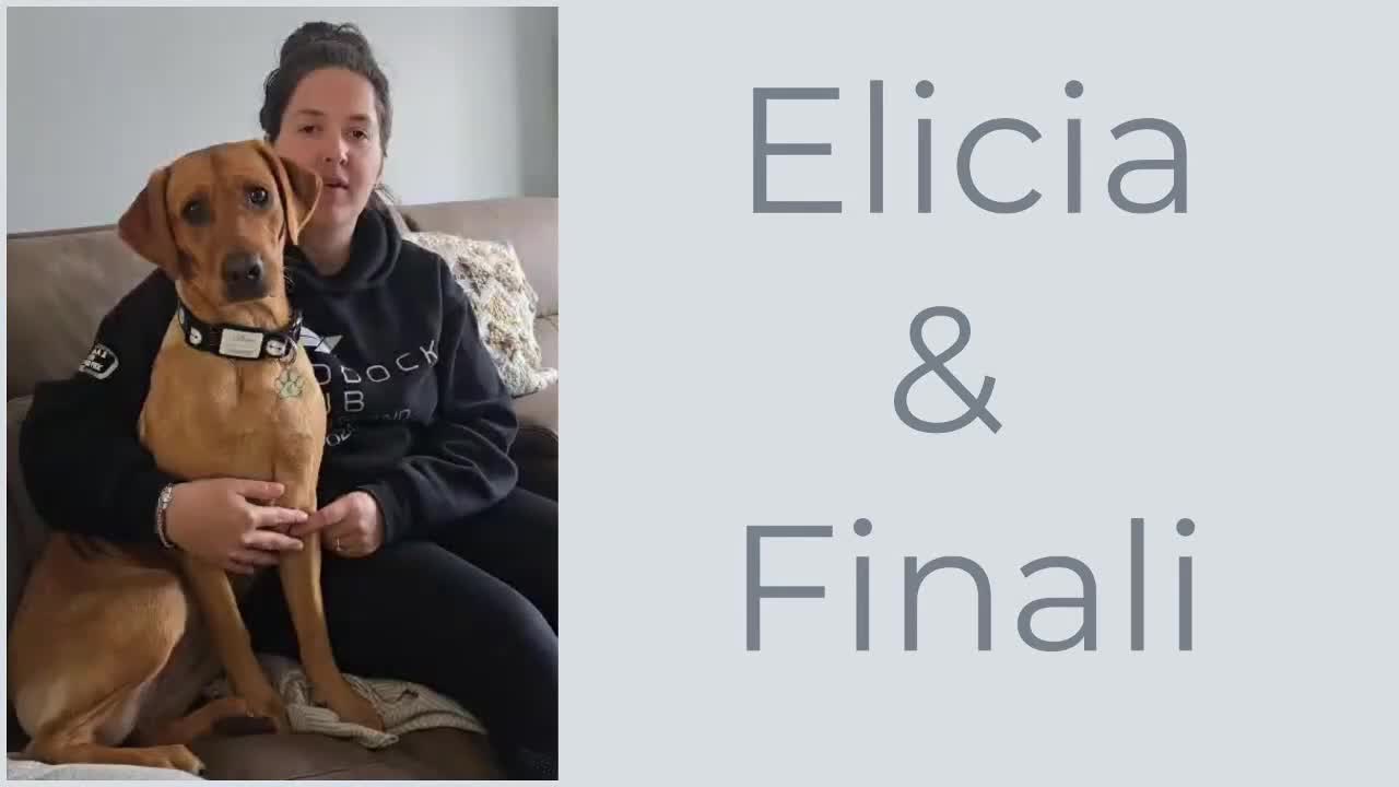 Labrador Retriever dogs for sale: Red Fox Labs : Health Checked-KC Reg-FTCH Pedigree - Video 2