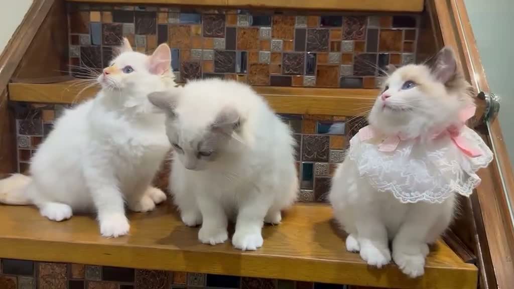 Ragdoll cats for sale:  🌸 GCCF/TICA Registered Pedigree Ragdoll Kittens  - Video 2