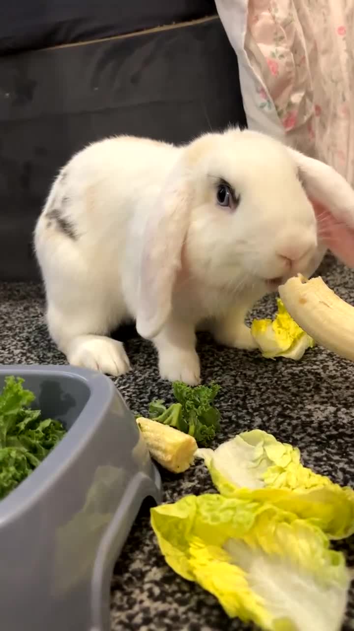 Mini Lop rabbits for sale: Mini Lop Bunny  - Video 2