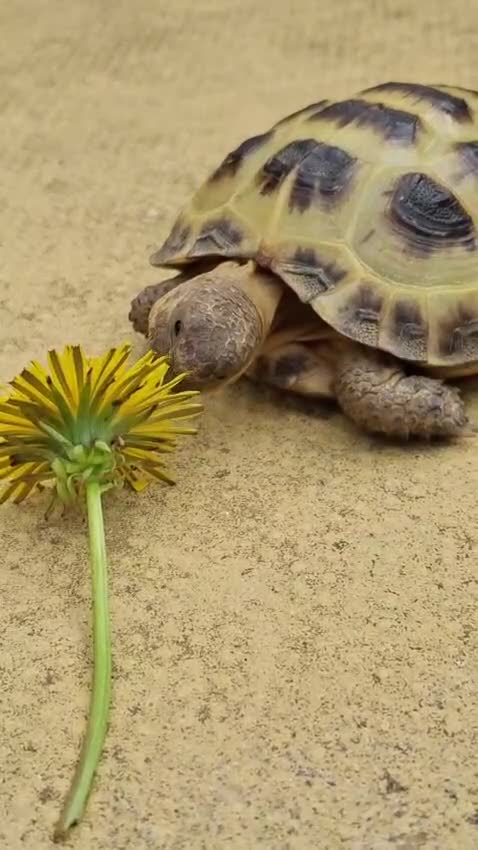 Tortoise reptiles for sale: Young Horsfield Tortoise  - Video 1