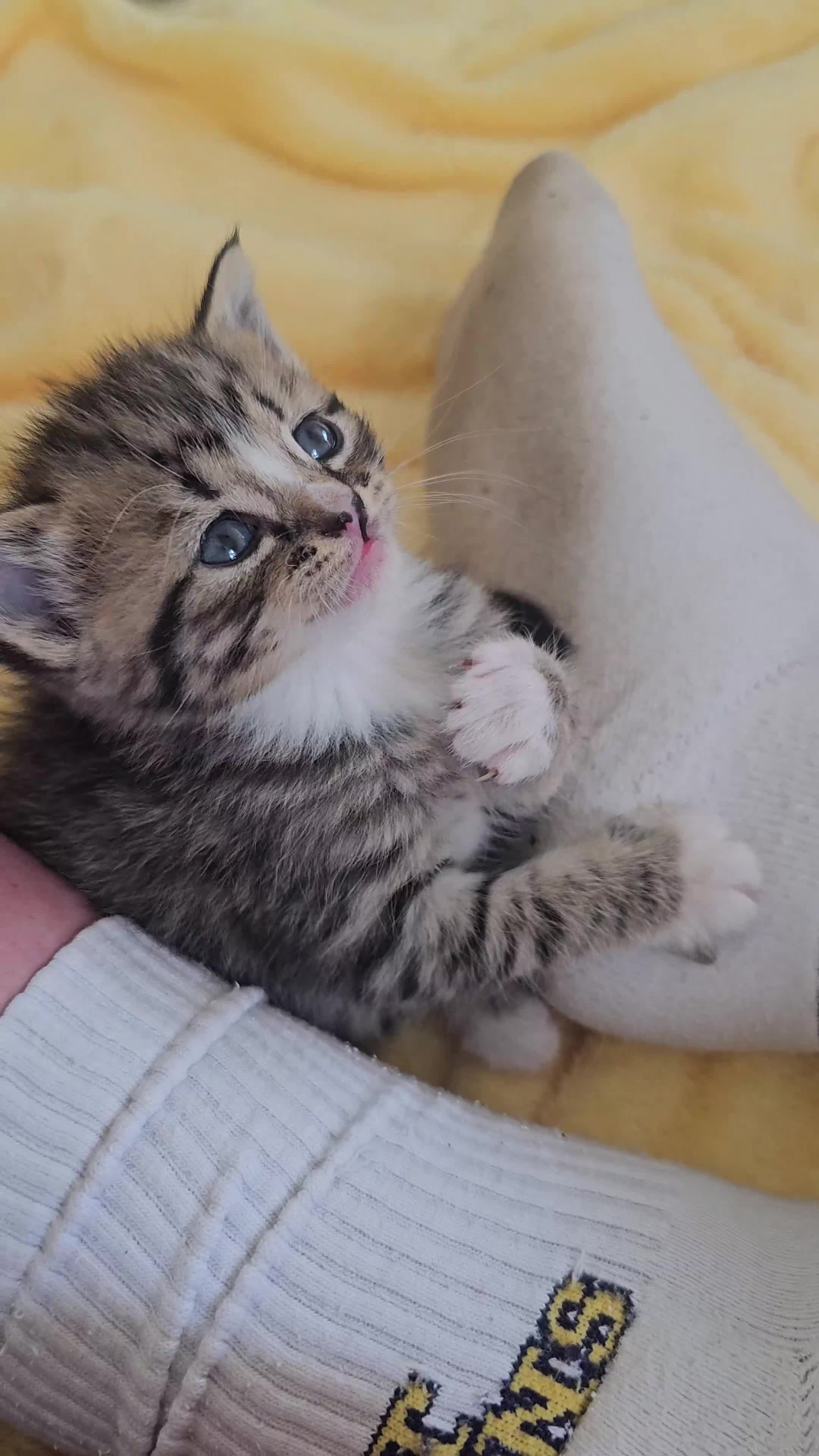 Mixed Breed cats for sale: Gorgeous kittens for sale  - Video 2