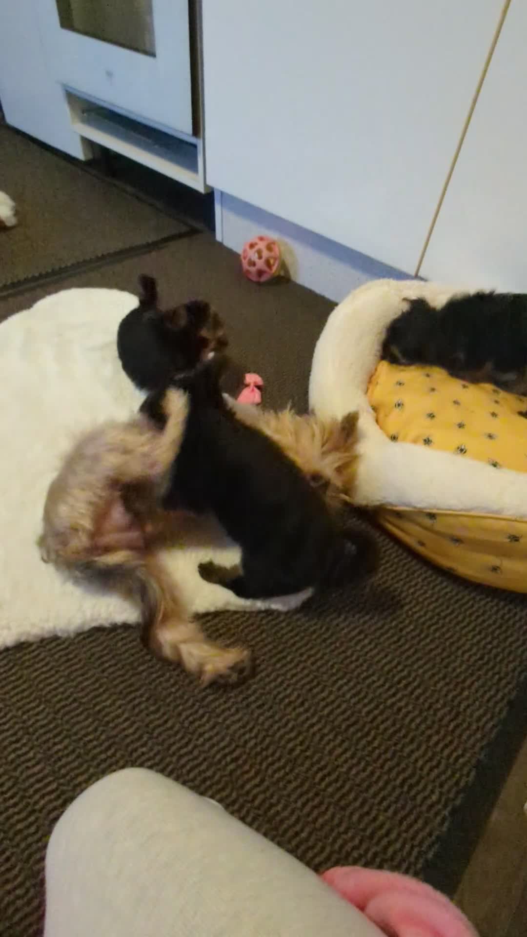 Yorkshire Terrier dogs for sale: Adorable Yorkshire terrier puppies available  - Video 3