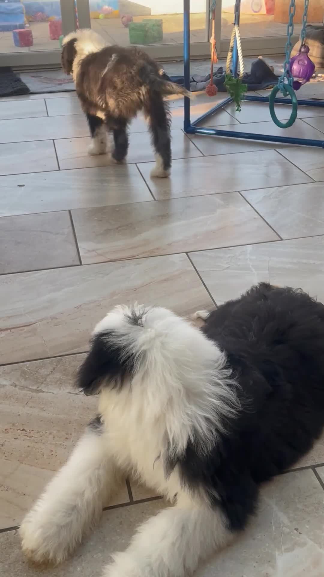 Old English Sheepdog dogs for sale: Kc old English sheep dog puppies  - Video 1