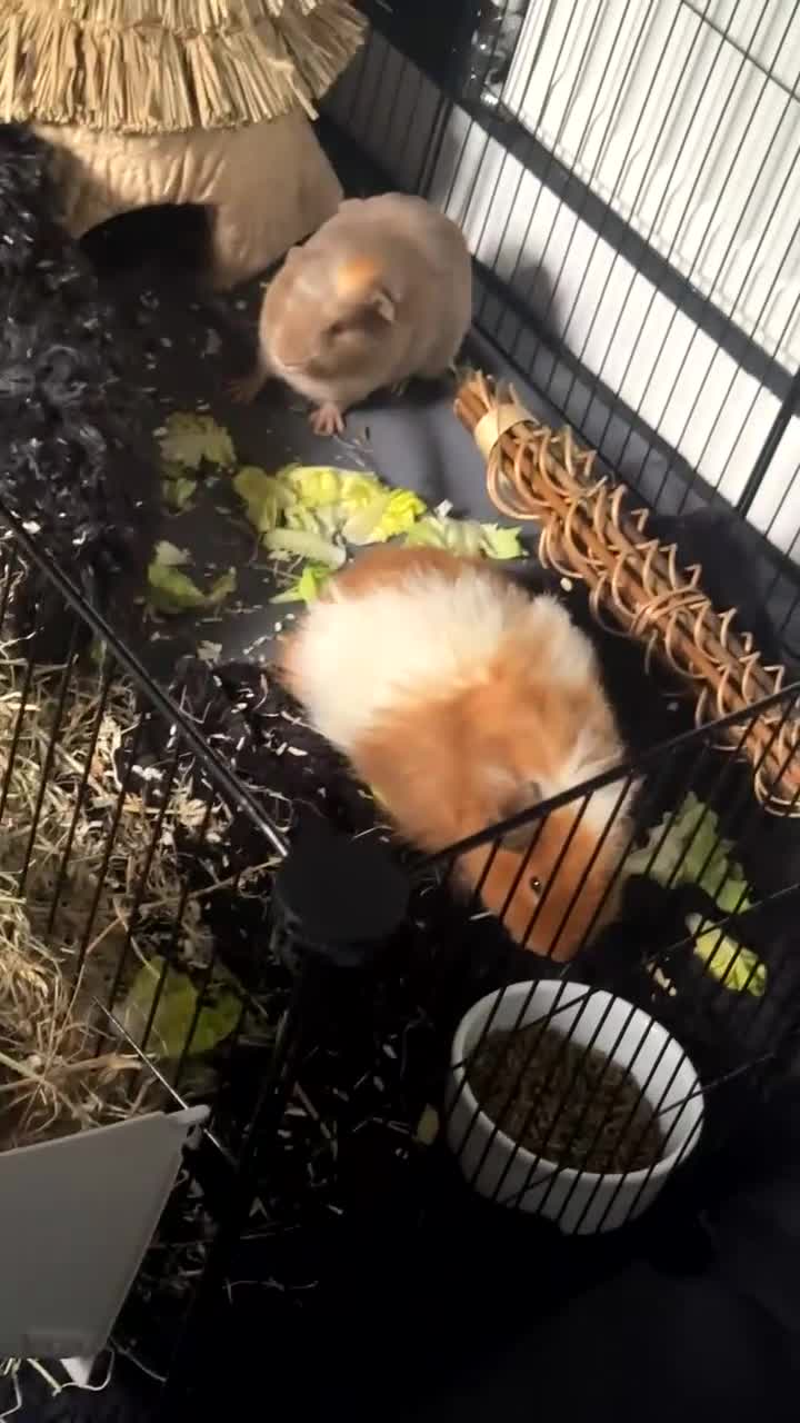 Guinea Pig rodents for sale: X2 11 week guinea pigs for sale  in Huddersfield - Video 1