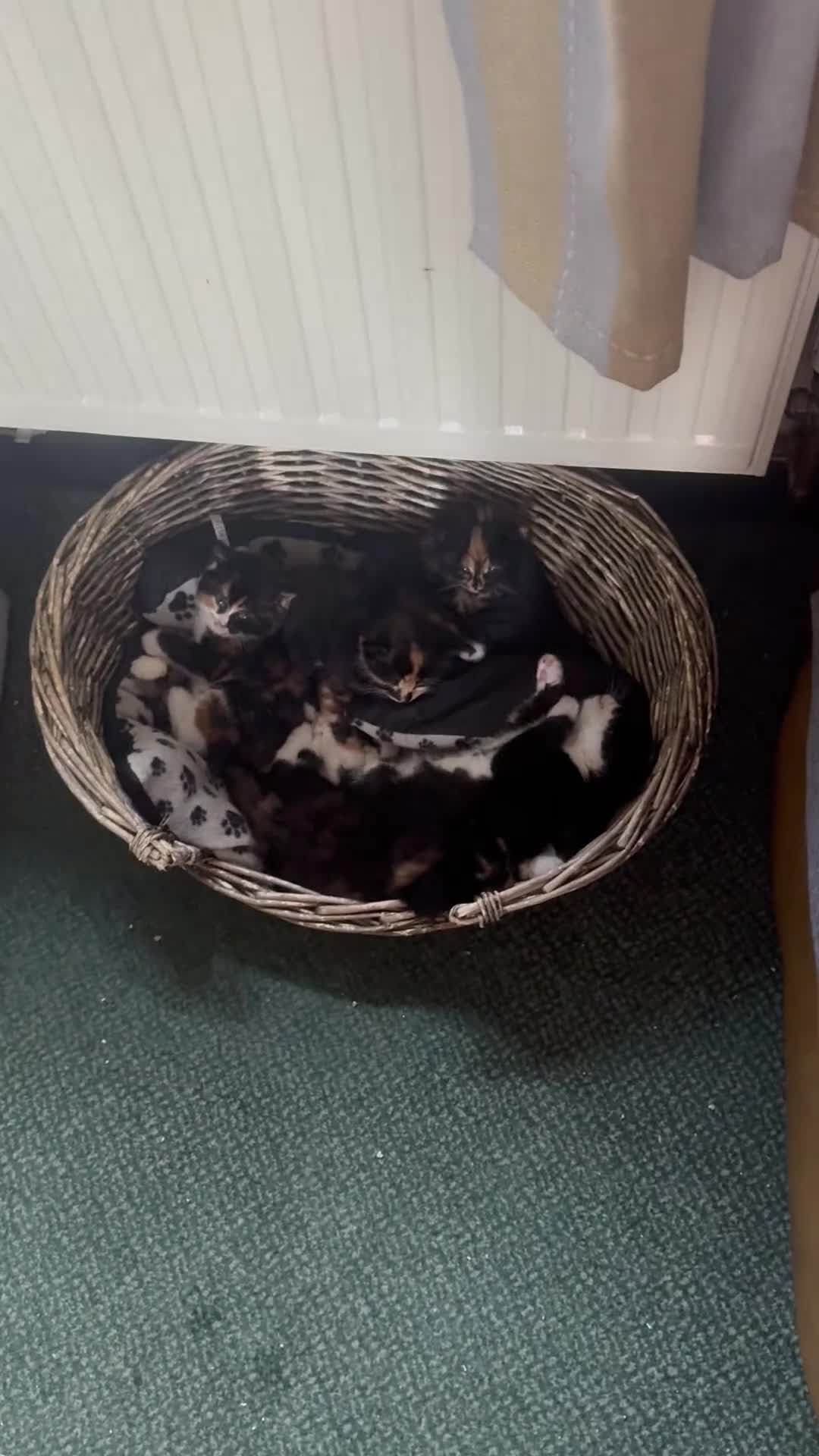 Mixed Breed cats for sale: Mixed Breed Kitten - Video 1
