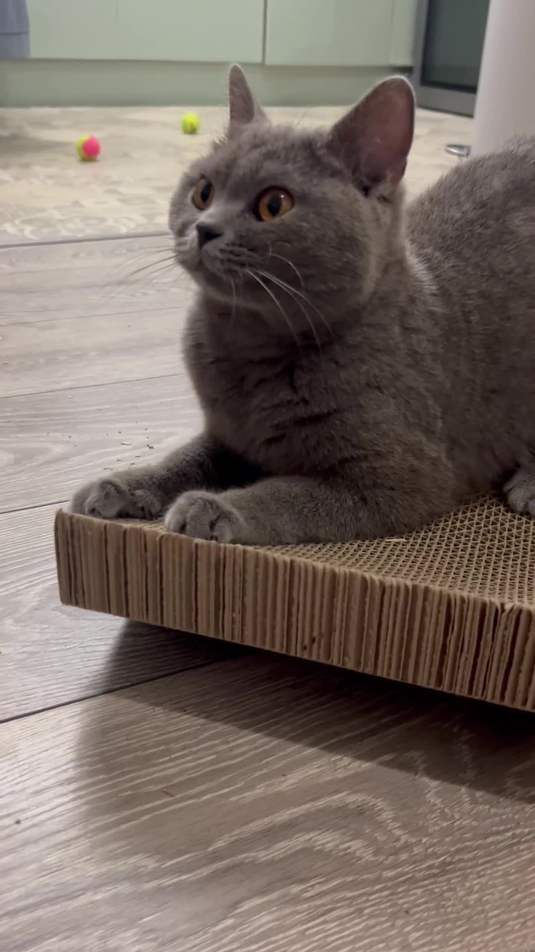 British Shorthair cats for sale: GCCF active mum and daughter blue BSH - Video 5