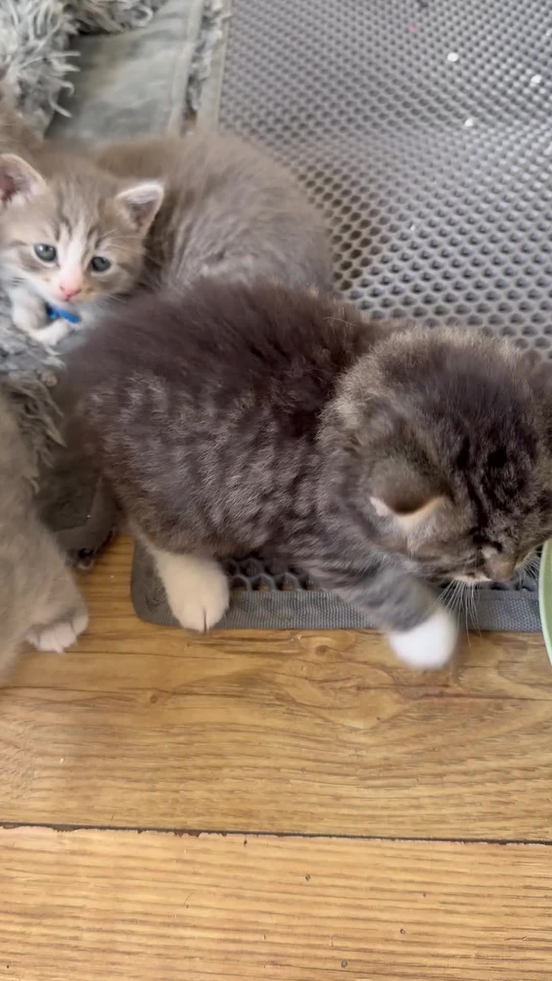 Siberian cats for sale:  pretty Pedigree Siberian kittens 1 Female Left - Video 1