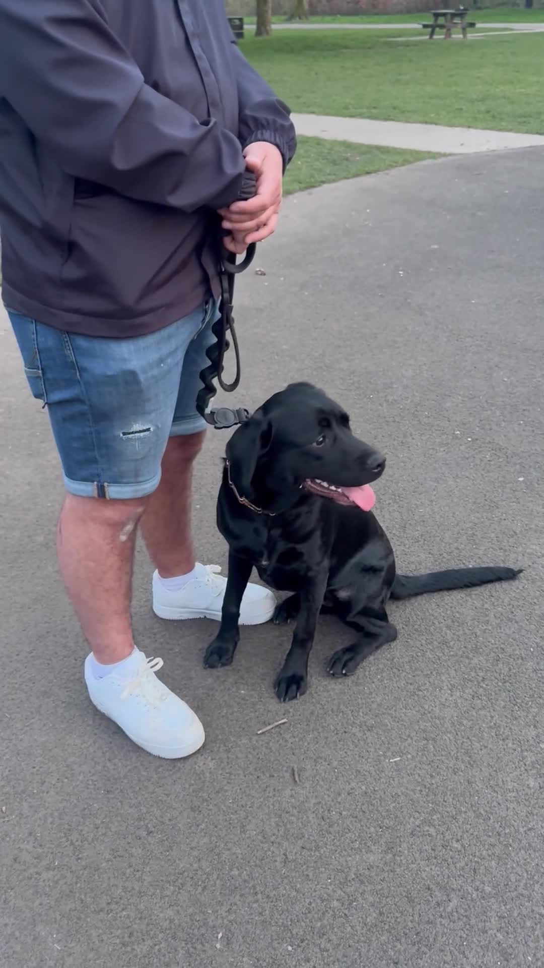 Labrador Retriever dogs for sale: Beautiful Black Labrador  in Cwmbran - Video 1