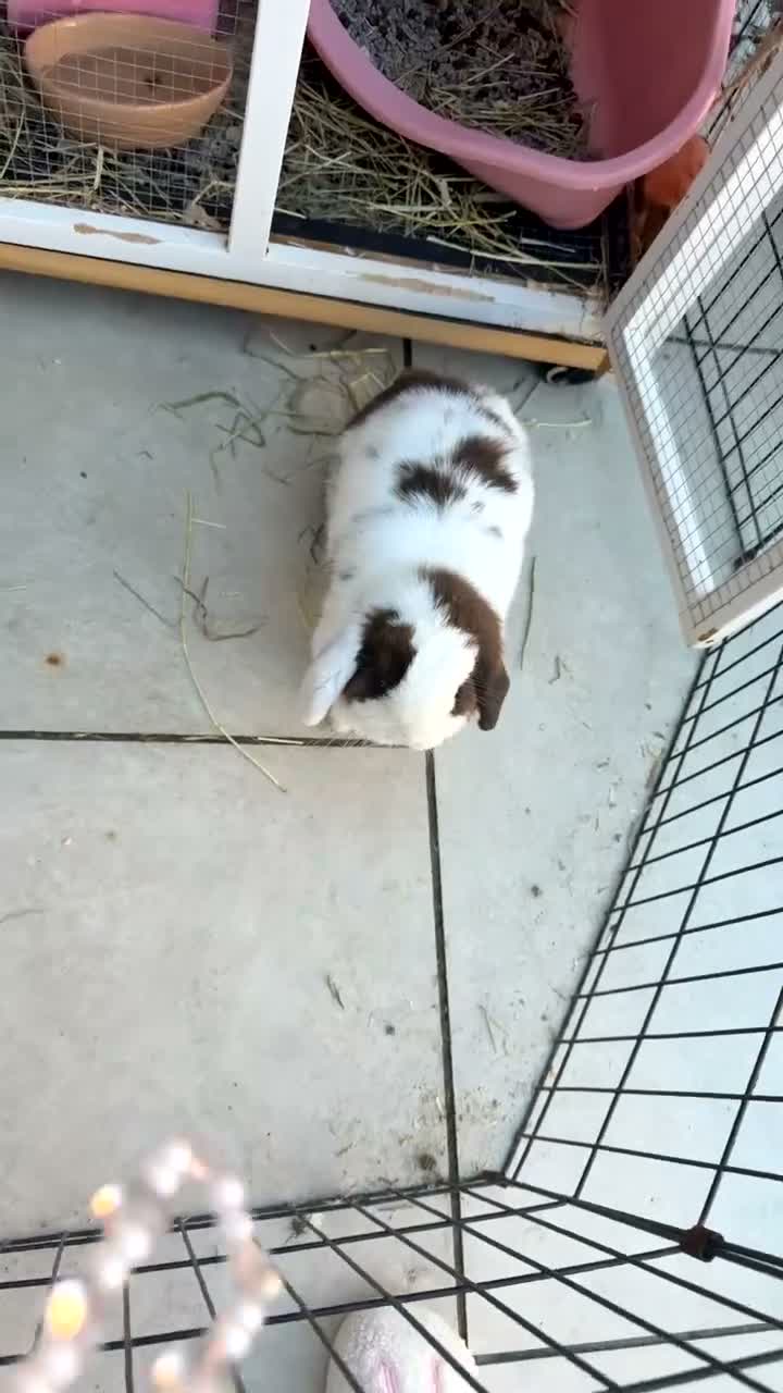 Mixed Breed rabbits for sale: Rabbit  in Bristol - Video 1