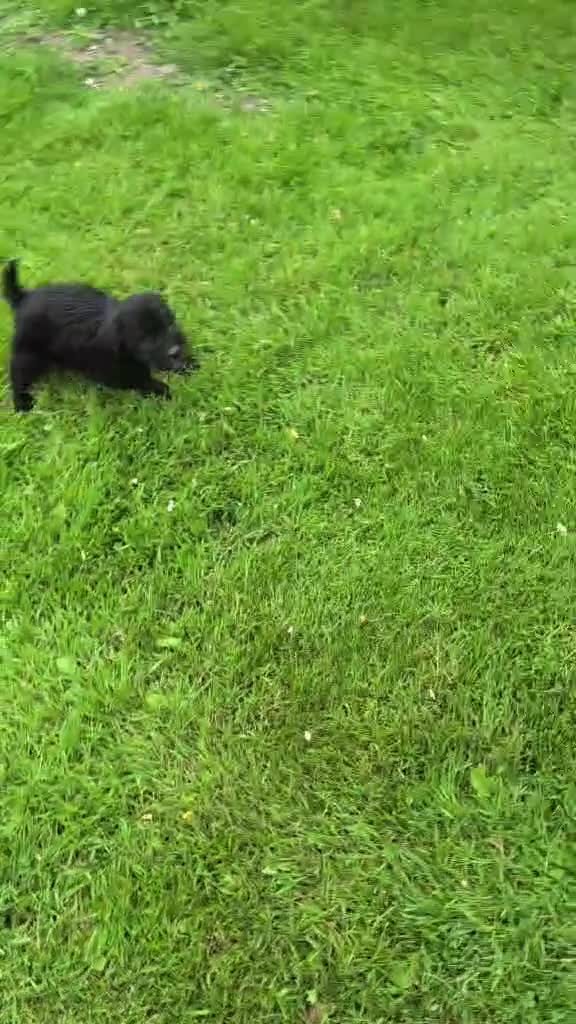 Mixed Breed dogs for sale: Patterdale x Bedlington  - Video 1