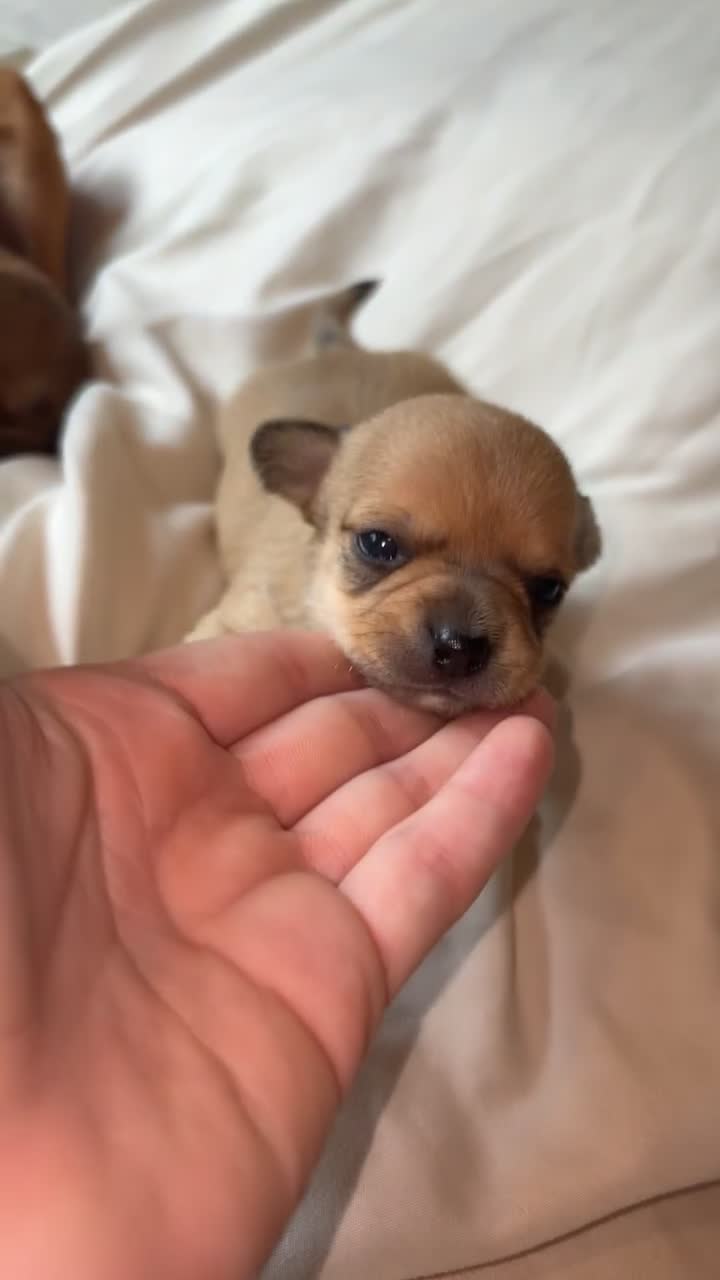 Chihuahua dogs for sale: Beautiful Chihuahua Puppies - Video 1