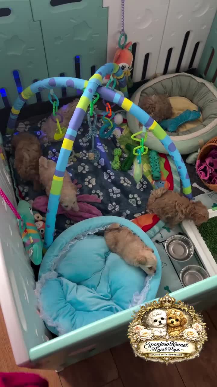 Maltipoo dogs for sale: ✨👑READY 🏡 One in a Million F1 Asian Maltipoo👑✨ - Video 2