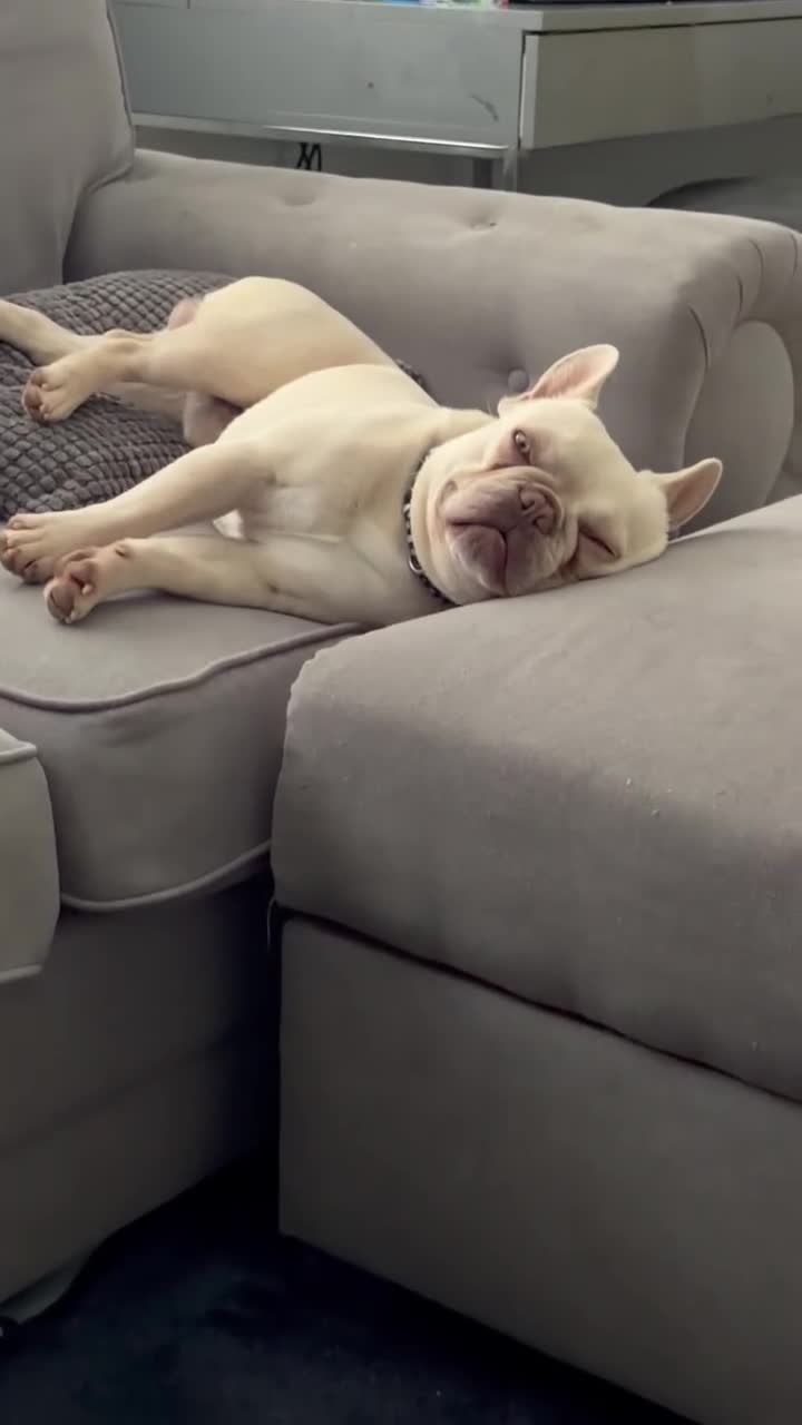 French Bulldog dogs for sale: Platinum French Bulldog - Video 1