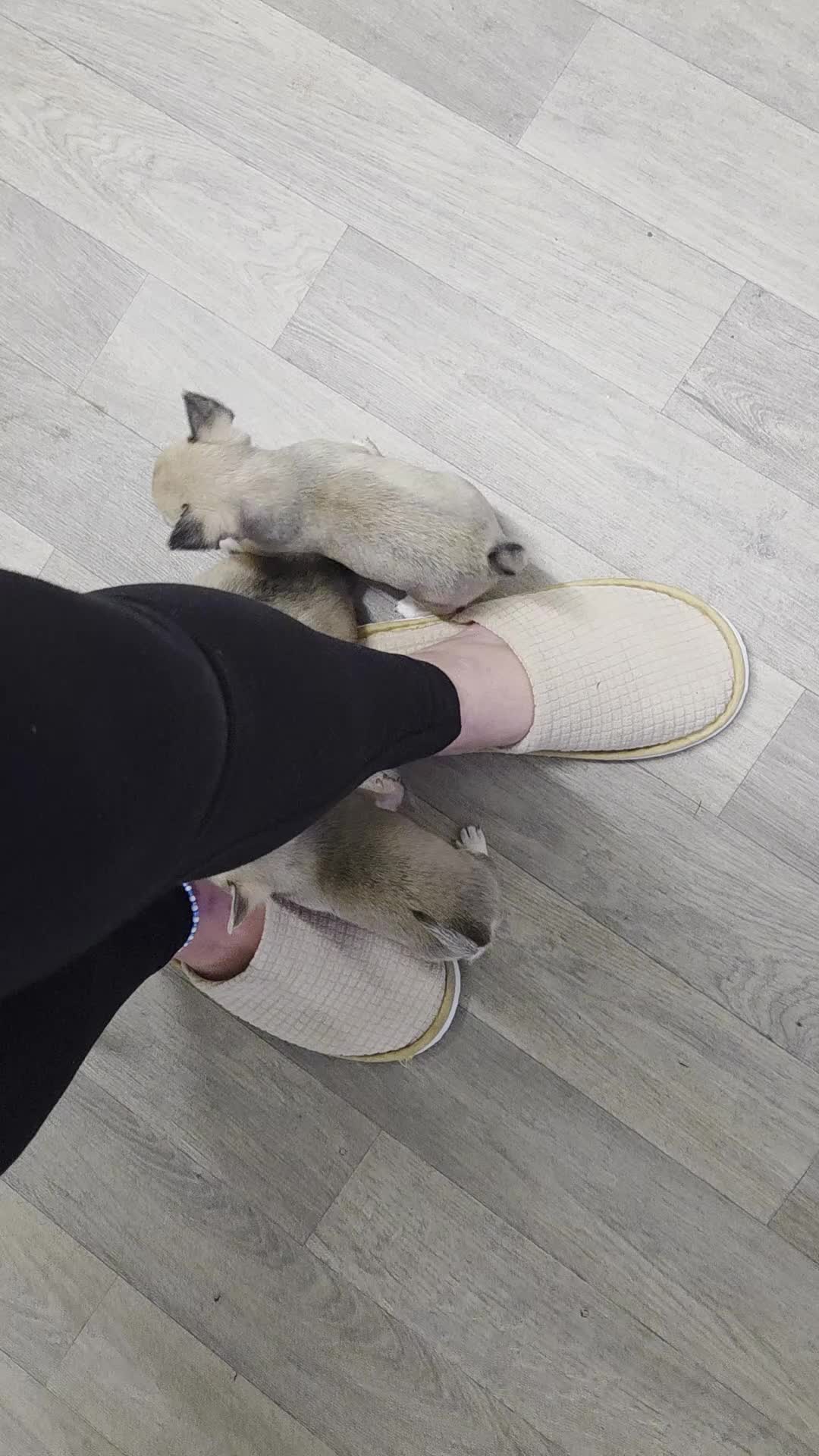 Chihuahua dogs for sale: READY NOW. Chihuahua Puppies - Video 2