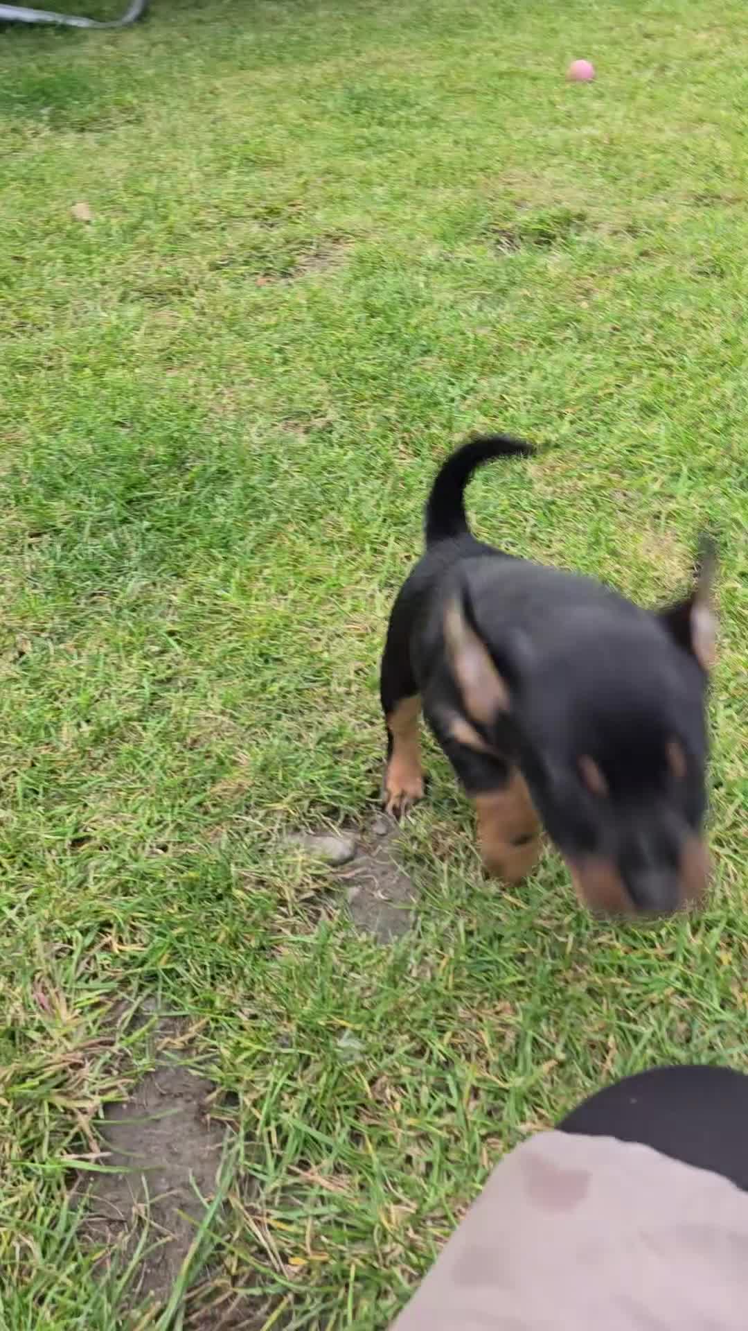 Patterjack dogs for sale: Patterjack - Video 1