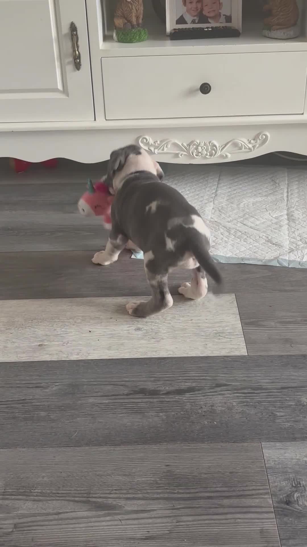 Great Dane dogs for sale: KC registered blue Great Dane puppies - Video 4
