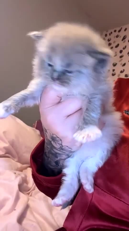 Ragdoll cats for sale: Mink/Sepia TICA Cherubim’s  - Video 2