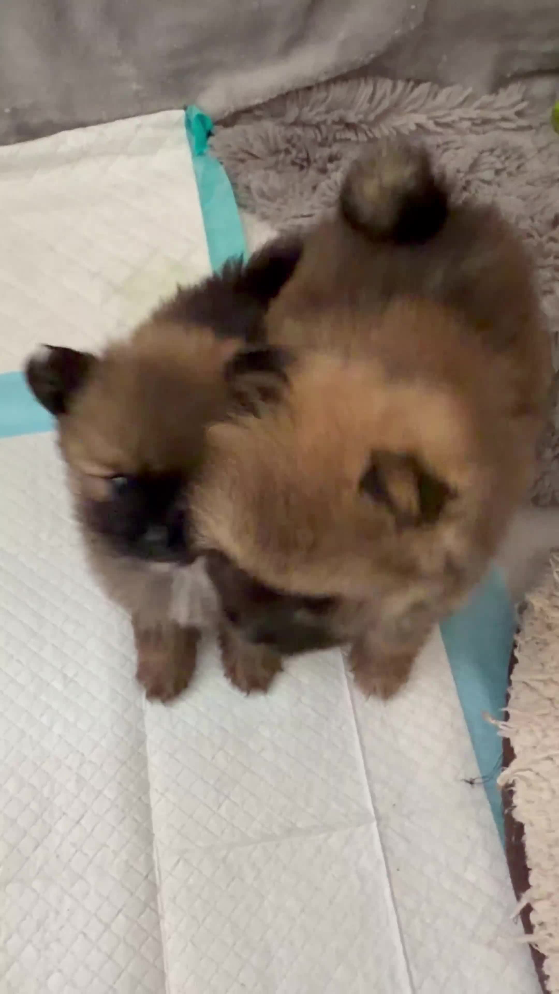 Pomeranian dogs for sale: 2 amazing males available - Video 2