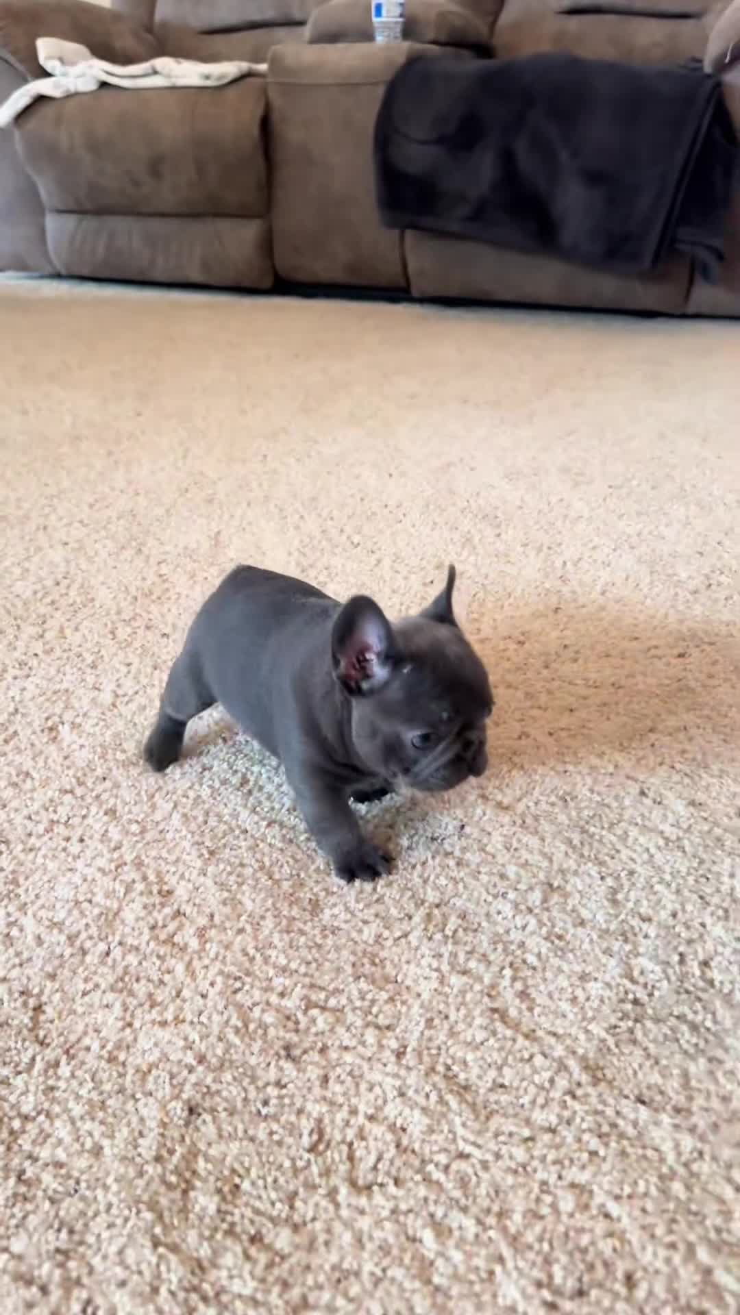 French Bulldog dogs for sale: Quality Stunning Frenchies Bull Puppies  - Video 3