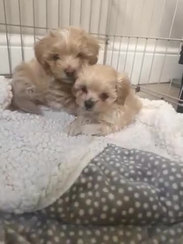 Maltipoo dogs for sale: Beautiful F1 Maltipoo puppies - Video 3