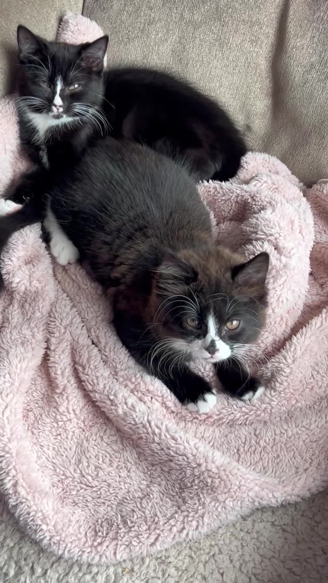 Mixed Breed cats for sale: Girl available Maine coone cross kittens  - Video 1