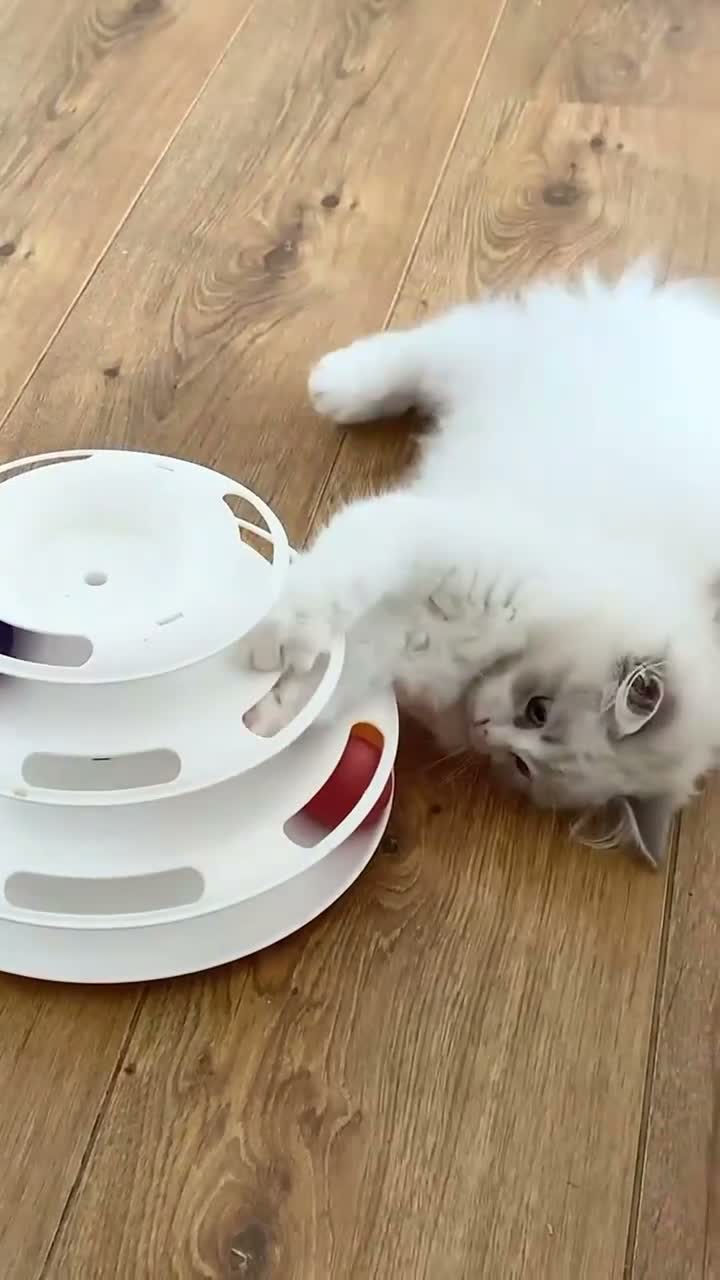 Ragdoll cats for sale: READY NOW *** GCCF REGISTERED RAGDOLL KITTENS - Video 2